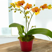 Orchid Plant With Pot